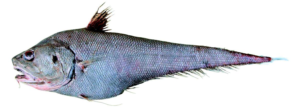 Coryphaenoides armatus